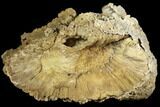 Agatized Fossil Coral Geode - Florida #188030-1